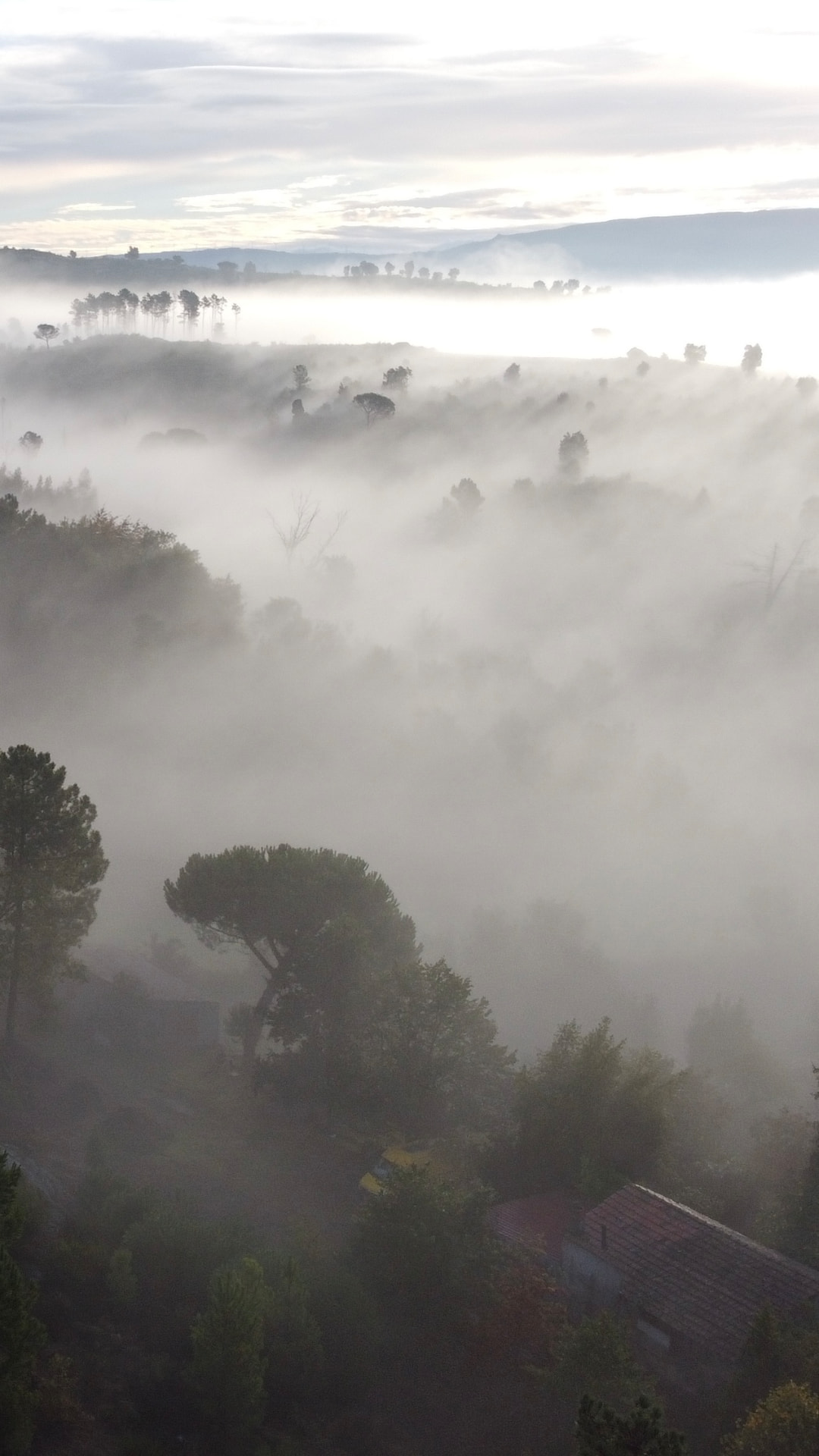 A valley filled with morning fog, with trees and hills emerging from the mist