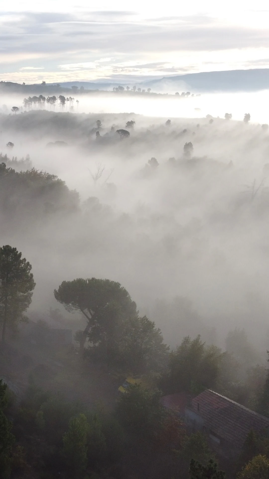 A valley filled with morning fog, with trees and hills emerging from the mist